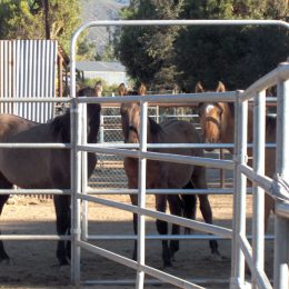 Horse Corrals